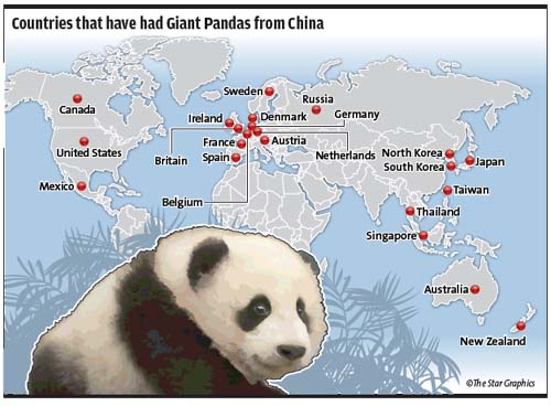 Купить карту с пандой. Ареал гигантской панды. Панда с картами. Панда на карте Китая. Где живут панды.